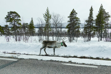 Fototapeta premium Nikkaluokta, Sweden A reindeer grazing on the side of the road.