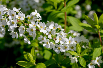 背景素材　春の陽射しを浴びた可愛いユキヤナギの花