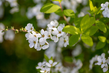 背景素材　春の陽射しを浴びた可愛いユキヤナギの花