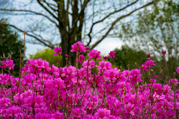 農業公園のツツジ