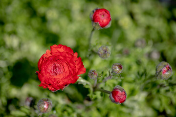 背景素材　鮮やかな赤いラキュランスの花とつぼみ