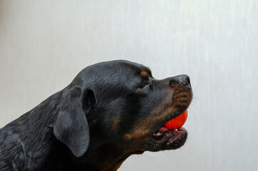 Portrait of an adult male Rottweiler with a red rubber ball in h