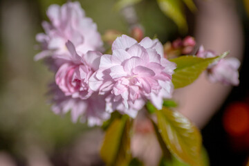風景素材　春の陽射しを浴びた綺麗な枝垂れ桜