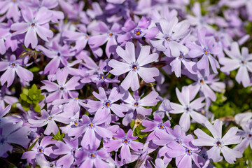 背景素材　満開の可愛いシバザクラの花