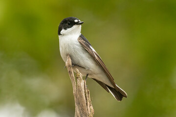 Balia nera maschio in su ramo di bosco in primavera