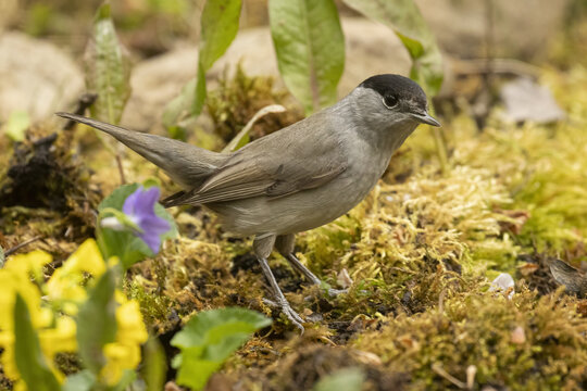capinera maschio nel bosco a primavera