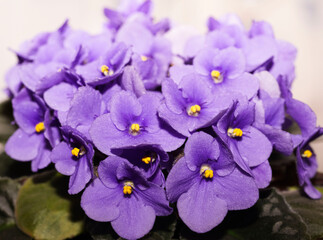  Violet Saintpaulias flowers commonly known as African violets Parma violets, Violet purple lilac...