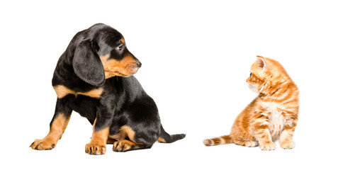 Slovakian hound puppy and kitten scottish straight sitting together isolated on white background