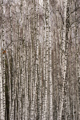 A beautiful birch grove that wakes up after hibernation.

