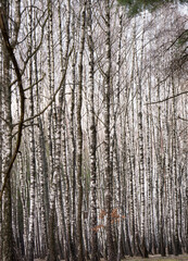 Obraz premium A beautiful birch grove that wakes up after hibernation.