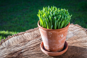 Young green barley shoots in a terracotta pot on a rustical wooden log lit by the sun