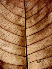 Foto op Canvas oak texture © Kedar