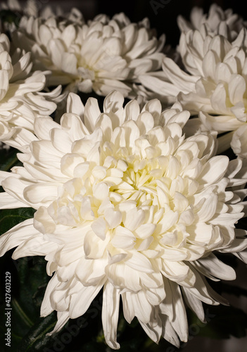 White Chrysanthemum Flower. White flower background. Happy Birthday, Mother's Day, International Women Day greeting card, Wedding Day holiday background.