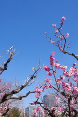 大阪城公園梅林の梅の花