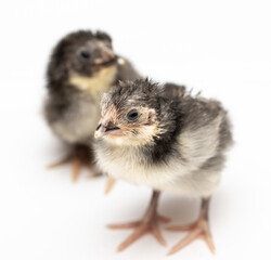 one day old chicken on a white background