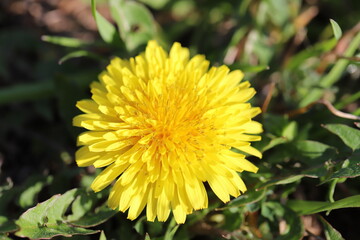 早春の野原に咲く西洋タンポポの黄色い花