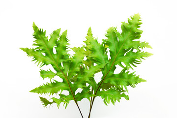 leaves of fern isolated on white background for design elements, tropical leaf