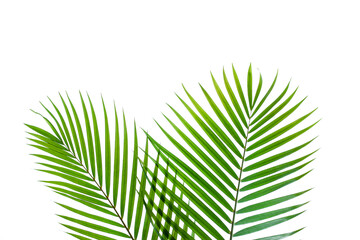 tropical coconut palm leaf isolated on white background, summer background