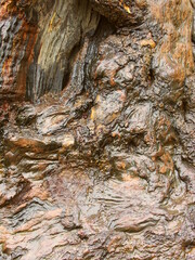 春雨に濡れる古木の幹