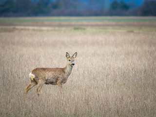 roe deer on a meadow in Burgenland
