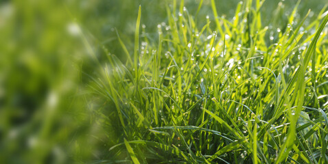 Grass or meadow panoramic background, natural header or banner