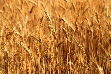 Ripe large golden ears of wheat on the yellow field. Close-up, nature background . The idea of a rich summer harvest, farming, agricultural industry for food.