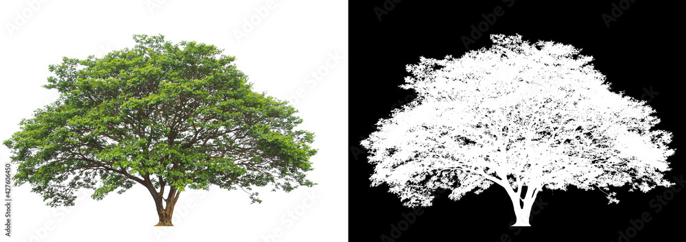 Poster isolated tree on white background with clipping path