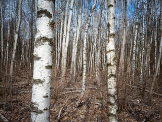 Fototapeta premium birch tree forest in burgenland