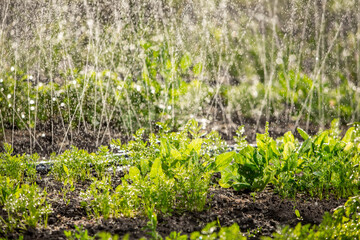 plant in the garden. planting seeds in soil. Morning watering of the greens