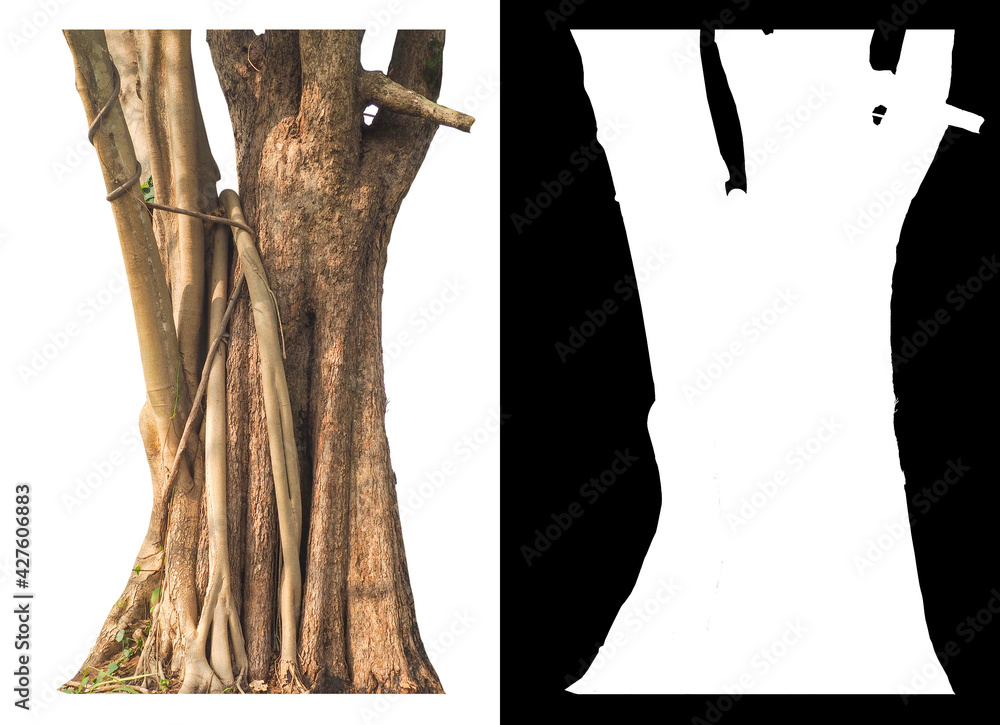 Poster isolated trunk of big tree on white background