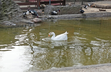 White domestic duck swimming in a pond on a summer day