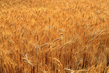 Ripe large golden ears of wheat on the yellow field. Close-up, nature background . The idea of a summer harvest, farming, agricultural industry for food.