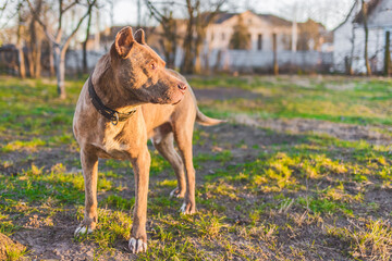 Pit bull terrier dog animal on a walk in the park outdoor looks into the distance at the sunset