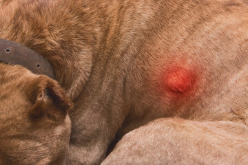 A wound, swelling or improperly fused bone on the dog's body, close-up