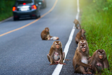 A herd of macaque relaxing on a forest road.