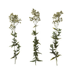 Set of 3 dry pressed branches in bloom isolated on white background. Herbarium