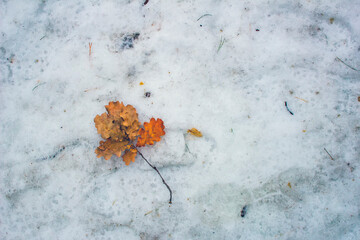 oak leaves in the snow