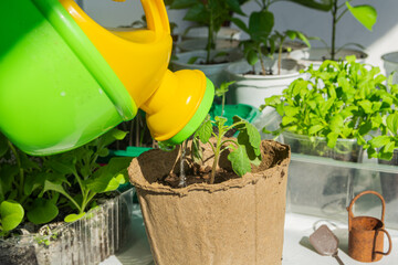 A woman pours tomato seedlings with water from a watering can. The concept of preparing seedlings of vegetables in planting in the garden in spring and summer