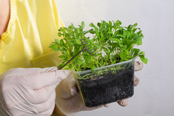 A woman is about to loosen the ground in a plastic box with flower seedlings. The seedlings are...