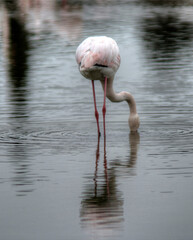 Flamant rose en Camargue aux Saintes-Maries-de-la-Mer, Bouches-du-Rh&ocirc;ne, France