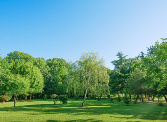 backyard and garden with manu trees and grass on lawn