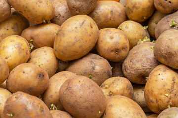 White seed potatoes, prepared for planting in the garden in spring. Background with potatoes as a texture