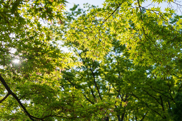 朝日を浴びる樹木