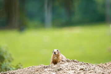 Naklejka na ściany i meble Two baby prairie dogs looking out of their burrow