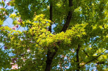 Fototapeta na wymiar 朝日を浴びる樹木