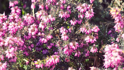 pink heather in the close up view