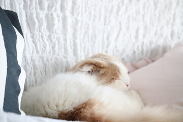 猫の睡眠時間　ふわふわフォト