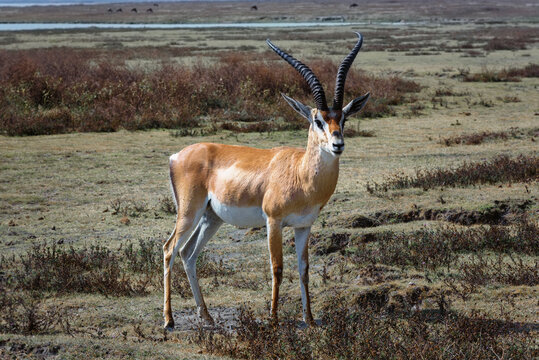 impala in the savannah