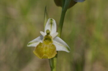 ophrys bourdon hypochrome