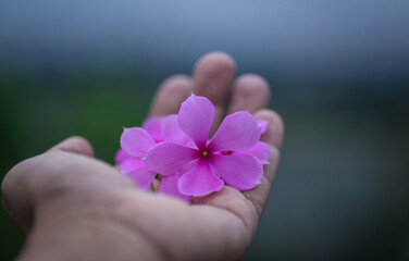 Catharanthus roseus in hand